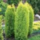 Juniperus communis Gold Cone sadnica
