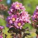 Lagerstroemia indica Black Diamond Lavander Lace