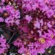 Lagerstroemia indica Black solitaire Purely Purple pink®