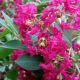 Lagerstroemia indica Turenne