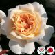 Lions Rose (Lions-Rose ®)
