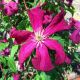 Clematis