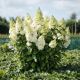 Hydrangea paniculata Magical Candle