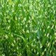 Miscanthus sin. Zebrinus