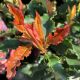 Photinia serratifolia Chrunchy