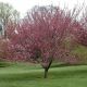 Prunus Serrulata Royal Burgundy