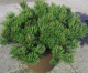 Pinus mugo Pumilio