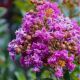 Lagerstroemia indica Purple Magic