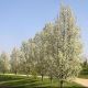 Pyrus calleryana 'Chanticleer'