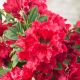 rhododendron red jack