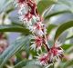 Sarcococca Winter Gem