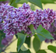 Syringa vulgaris