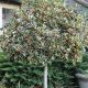 Ilex aquifolium Silver Van Tol