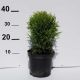 Thuja occ. Danica