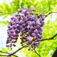 Wisteria floribunda Violacea Plena