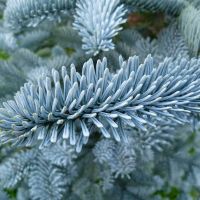 ABIES PROCERA GLAUCA
