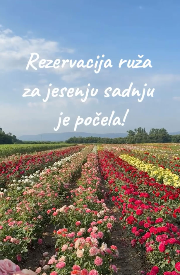 rezervacija ruza za jesenju sadnju