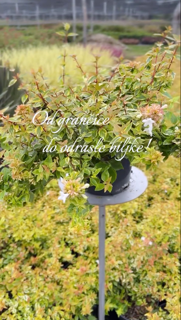 Sezona 2025 - 2026 rasadnik Topalovic