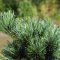 Pinus parviflora 'Negishi'   • C 3 l •  kalem 40 cm