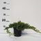 Juniperus procumbens 'Nana' • P15 • 20/30 cm