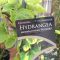 Hydrangea anomala ‘Mirranda' • C2 l • 40-50 cm