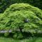 Acer palmatum 'Dissectum'  • C4 l • 40/50 cm