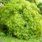 Acer palmatum 'Dissectum'  • C4 l • 40/50 cm