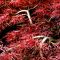 Acer palmatum dissectum 'Garnet' • C5 • 50/60 cm