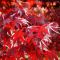 Acer palmatum 'Fireglow' • C10 L • 