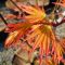 Acer palmatum 'Orange Dream' • C5 • 50/60 cm
