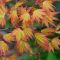 Acer palmatum 'Orange Dream' • C5 • 50/60 cm