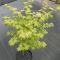 Acer palmatum 'Summergold' • C15 L • 100/125 cm