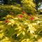Acer palmatum 'Summergold' • C15 L • 100/125 cm