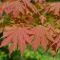 Acer pseud. 'North Wind' ® Jack Frost  • C 5 l • 50/60 cm