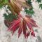 Acer palmatum 'Brown Sugar' • C2 L •  50-60 cm
