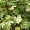Acer pseudoplatanus 'Simon-Louis Freres' • C 5 l • kalem 120 cm