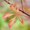 Acer palmatum  ' Royal Garnet' • P10,5  • 20/25 cm