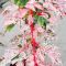 Acer x conspicuum 'Red Flamingo' • C3 • 50/60 cm
