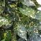 Aucuba japonica 'Crotonifolia' • C15 L • 80/100 cm
