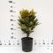 Aucuba japonica 'Crotonifolia' • C10 L • 60/80 cm