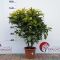 Aucuba japonica 'Crotonifolia' • C15 L • 80/100 cm