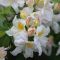Rhododendron (Azalea) 'Silver slipper' • C10L • 40/60 cm
