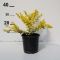 Berberis thunbergii 'Aurea' • P15 • 20/40 cm
