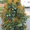 Prunus laurocerasus 'Bonaparte' • P15 • 20/40 cm