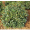 Osmanthus × burkwoodii • P 15 • 20/30 cm