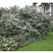 Osmanthus × burkwoodii • P 15 • 20/30 cm