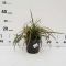 Carex morrowii 'Ice Dance'  • C3 L • 20/30 cm