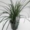 Carex morrowii ‘Irish Green’  • C 2 l • 20/25 cm