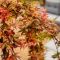 Acer palmatum 'Cascade Ruby'  • C 3 L • 40 cm kalem