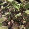 Cornus alba sibirica 'Miracle' • C5 L • 80-100 cm